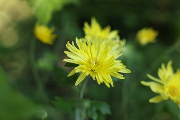 Beautiful yellow chrysanthemum flowers outdoors, closeup view
