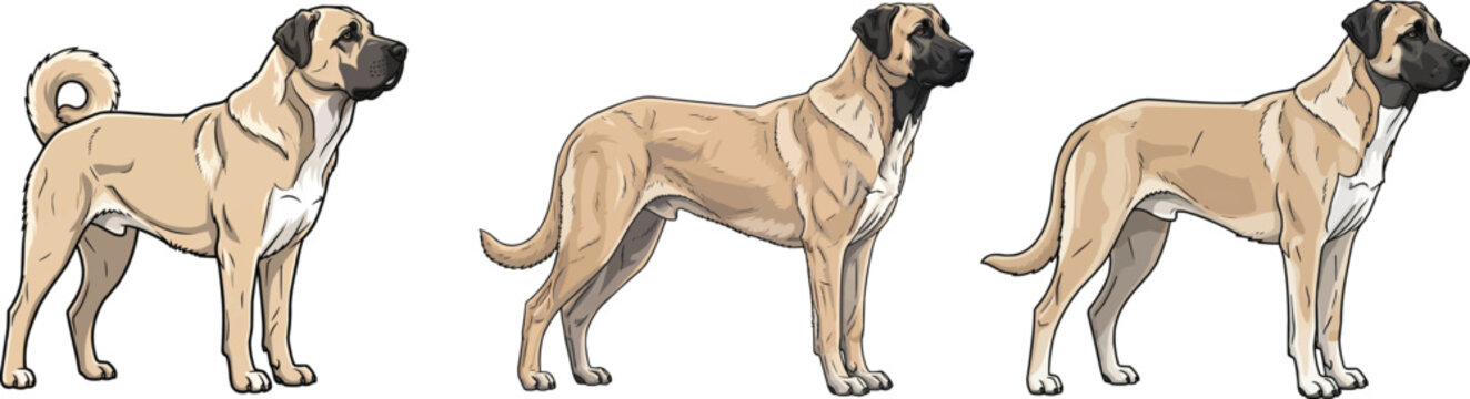 Anatolian Shepherd Dog standing side profile vector illustration