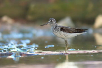 Common Greenshank in search of food