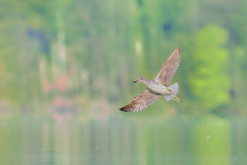 Greenshank while flying over the surface