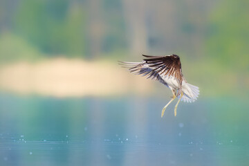 Greenshank while flying over the surface