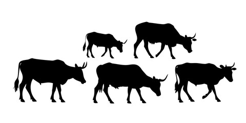 Fototapeta premium silhouettes of wild cows