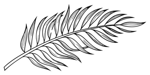 Obraz premium elegant single feather line drawing with detailed barbs and organic curves for nature decoration isolated on white background.