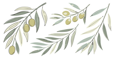 Naklejka premium watercolor olive branches with silver green leaves and golden olives for mediterranean kitchen decor isolated on white background.