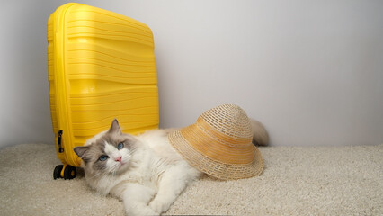 A white, fluffy ragdoll cat lies on its side next to a yellow suitcase.