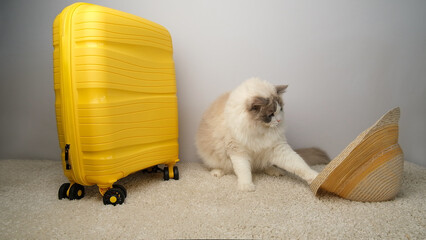 A white, fluffy ragdoll cat plays with a hat near a yellow suitcase.