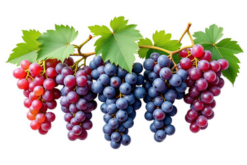 Fototapeta premium bunches of fresh red and blue grapes with green leaves, isolated on transparent background