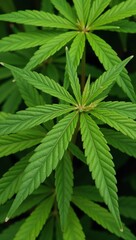 A close-up view of cannabis leaves against a subtle green backdrop