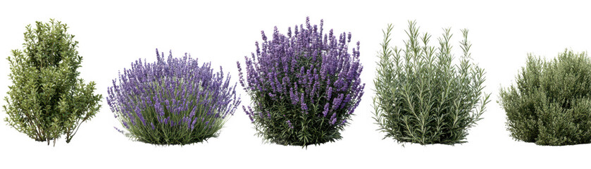 Obraz premium Breathtaking lavender fields in full bloom, a scenic landscape of purple flowers