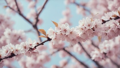 Cherry Blossom Trees in Full Bloom &ndash; Soft Dreamy Focus Spring Nature Scene

