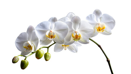 Obraz premium white orchid isolated on white