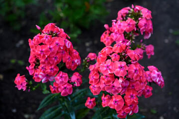 Pink phlox flowers in the garden. Pink bouquet of small flowers.