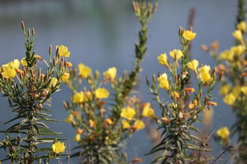 Evening Primrose by the Lake
