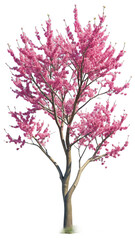 Flowering cherry blossom tree branch
