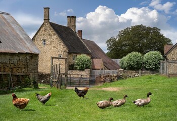 A Cotswold scene with hens and ducks