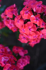 Pink phlox flowers in the garden. Pink bouquet of small flowers.