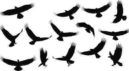 Cad drawing flat vector illustration, black eagle silhouettes, flying birds in various wing poses, raptor clipart, wildlife icons, soaring eagles, hunting birds, isolated on white background