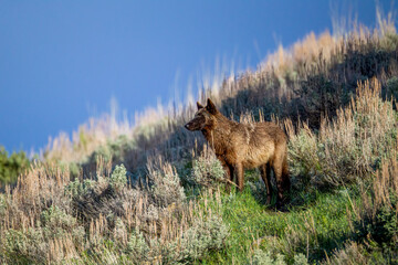 Grey Wolf taken in Yellowstone NP