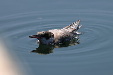 common tern