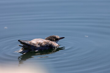 common tern