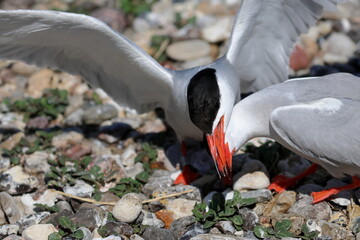 common tern