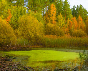 small calm lake among the red autumn forest glade, seasonal countryside scene