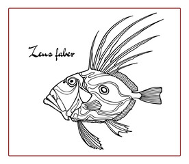 Hand drawn illustration of a deep sea ugly fish made in graphic style. Ink drawing, beautiful design elements. Perfect print for any business related to the fish industry.