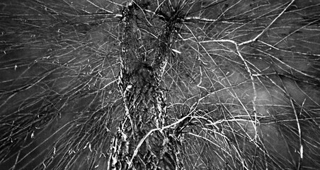 Shadow of a tree on the wall