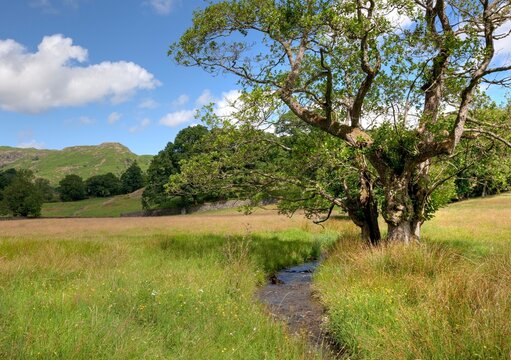 Alder tree and stream