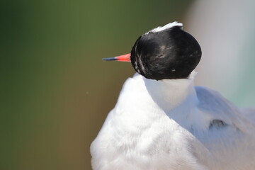 common tern