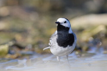 Fototapeta premium White wagtail posing in front of the lens