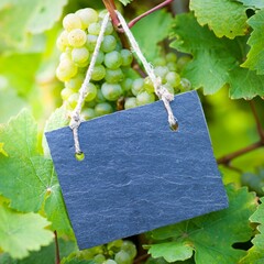 Weinreben und Schiefertafel