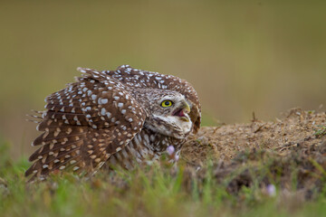 Burrowing Owl, Florida Subspecies, taken in Cape Coral Florida in the wild