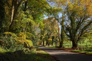 Fototapeta premium Autumn beach trees on lane, Gloucestershire, England