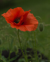 poppy flower