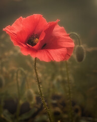 poppy flower