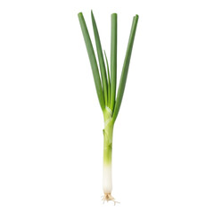Fresh green onion stalk with roots on transparent background