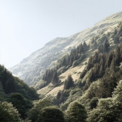 Obraz premium Misty mountain slope with dense forests