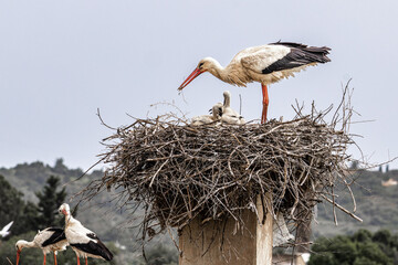 White Storks, Ciconia ciconia at Odiaxere in the Algarve region, District Faro, Portugal.