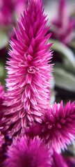 pink chrysanthemum flower