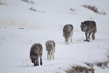 Gray Wolf walking in a line in the snow taken in Yellowstone NP