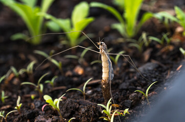 Close-up of a crane fly, ipuloidea, hatching
Finland