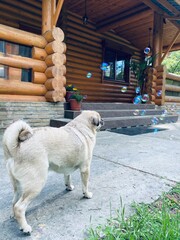 dog and soap bubbles