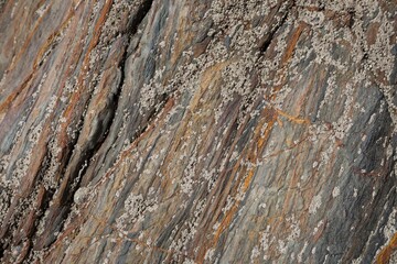 Barnacles, Inner Hope