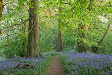 Fototapeta premium Bluebell woods near Chipping Campden, Cotswolds, Gloucestershire, England