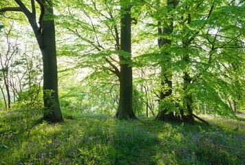 Fototapeta premium Bluebell woods near Chipping Campden, Cotswolds, Gloucestershire, England