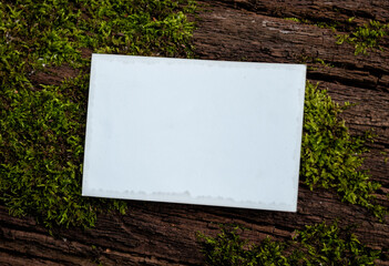 Vintage empty paper on the old wooden bark texture of tree with moss