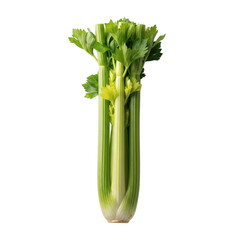 Fototapeta premium Fresh celery stalk with green leaves on black background