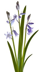 Fototapeta premium Bluebell, Hyacinthoides non-scripta