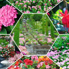Colorful collage of flowers and garden.